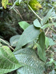 Alloispermum