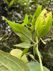 Alloispermum