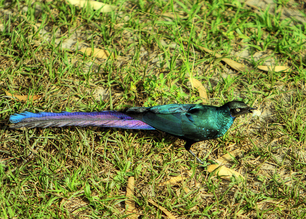 Long-Tailed Glossy Starling