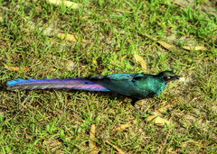 Long-Tailed Glossy Starling photo 1