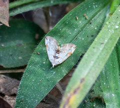 Neurophyseta clymenalis