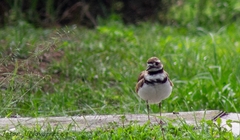 Charadrius vociferus