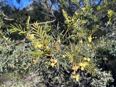 Acacia deanei