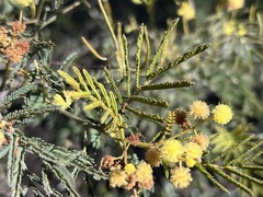 Acacia deanei