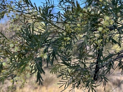 Acacia deanei