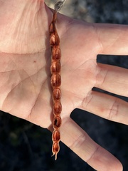 Acacia deanei