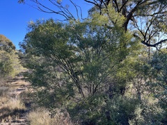 Acacia deanei