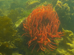Urticina piscivora