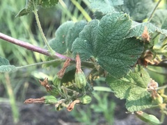 Ribes viscosissimum