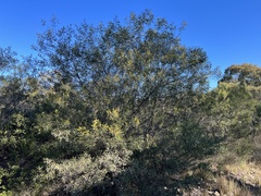 Acacia deanei