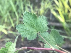 Ribes viscosissimum