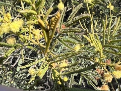 Acacia deanei