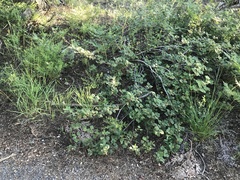Ribes viscosissimum