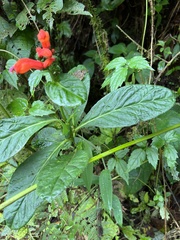 Centropogon vaughianus