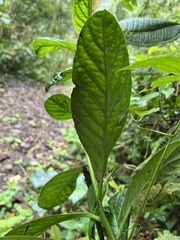 Centropogon vaughianus