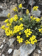 Physaria didymocarpa