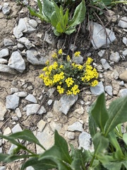 Physaria didymocarpa