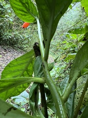 Centropogon vaughianus