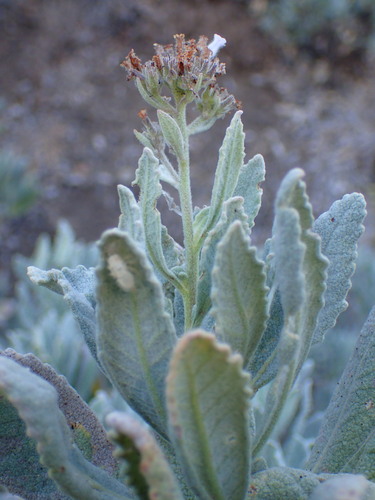 Image of Eriodictyon traskiae by (c) George Williams, some rights reserved (CC BY)