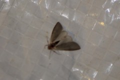 Acentria ephemerella