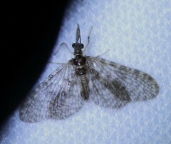 Nallachius pulchellus