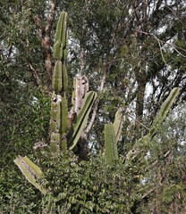 Cereus stenogonus