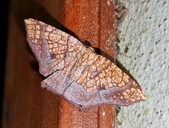 Nematocampa completa