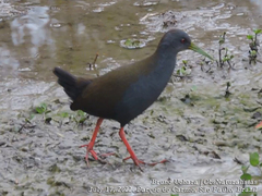 Pardirallus nigricans