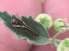 Agrilus aureus