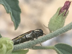 Agrilus aureus