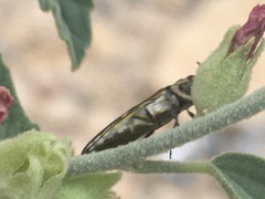 Agrilus aureus