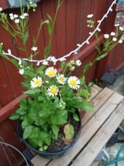Erigeron