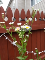 Erigeron