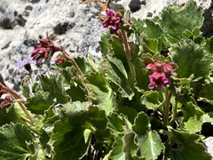 Telesonix heucheriformis