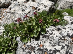 Telesonix heucheriformis