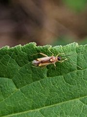 Campyloneura virgula