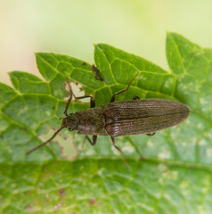 Dixicollis divaricatus