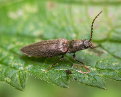 Dixicollis divaricatus