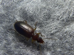 Cymindis punctifera