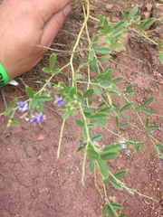 Pediomelum tenuiflorum