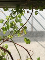 Oxalis