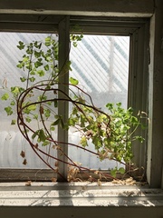 Oxalis