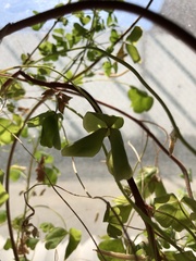 Oxalis