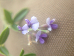 Pediomelum tenuiflorum