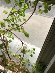 Oxalis