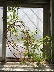 Oxalis