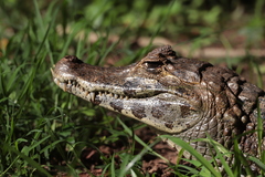 Caiman yacare