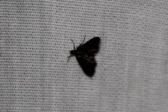 Elophila tinealis