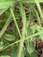 Bocchoris