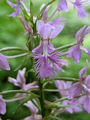 Platanthera shriveri